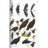 Guide to the Birds of Mexico and Northern Central America (Howell 1995, reprinted 2013)